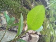 Vinca difformis