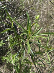 Stomatostemma monteiroae