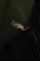 Parawixia