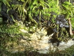 Tortella squarrosa