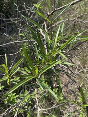 Stomatostemma monteiroae