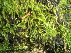 Tortella squarrosa