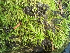 Tortella squarrosa