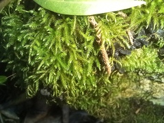 Tortella squarrosa