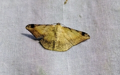 Luxiaria phyllosaria