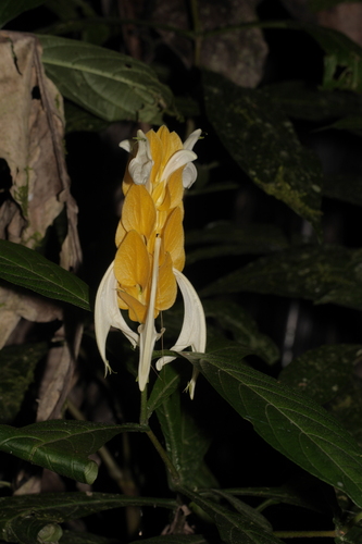 Pachystachys lutea