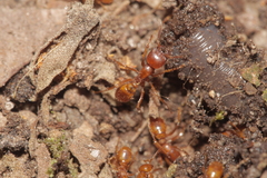 Cheliomyrmex