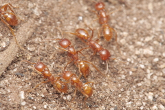 Cheliomyrmex