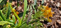Danaus plexippus