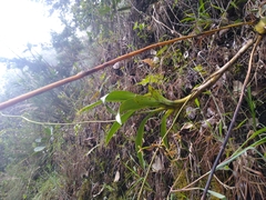 Cyrtochilum