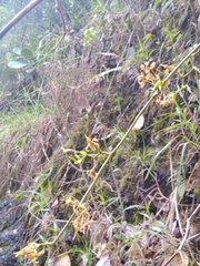 Cyrtochilum