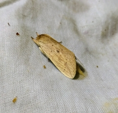 Saliocleta nonagrioides