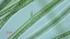 Stigeoclonium