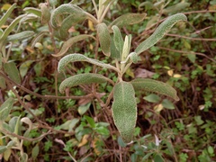 Phlomis purpurea