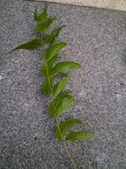 Azadirachta indica