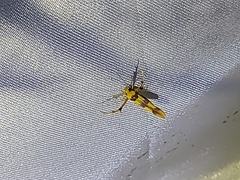 Stathmopoda fusciumeraris