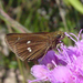 Twin-spot Skipper - Photo (c) pondhawk, some rights reserved (CC BY)