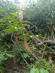 Phytolacca rivinoides