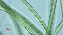 Stigeoclonium