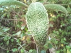 Phlomis purpurea