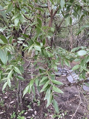 Bolusanthus speciosus