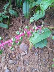 Phytolacca rivinoides