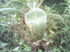 Phlomis purpurea