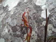 Eulophia penduliflora