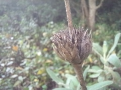 Phlomis purpurea