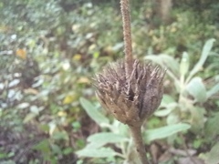 Phlomis purpurea