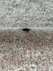 Ligia exotica