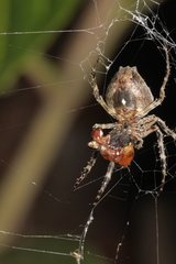 Parawixia