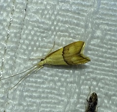 Crocanthes prasinopis