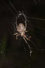 Parawixia