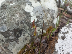 Eulophia penduliflora