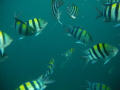 Abudefduf vaigiensis