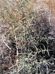 Asparagus horridus