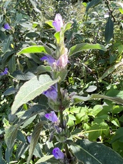 Hygrophila pogonocalyx
