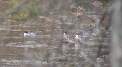 Mergus merganser americanus