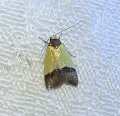 Heteroteucha dichroella