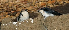 Hirundo smithii