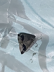 Bastilla joviana
