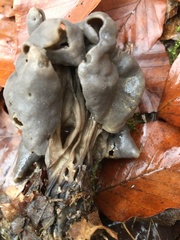 Helvella lacunosa