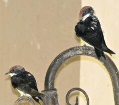 Hirundo smithii