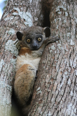 Lepilemur hubbardorum