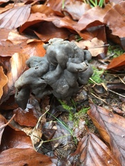 Helvella lacunosa