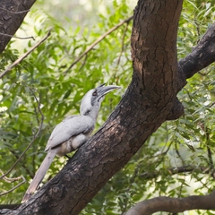 Ocyceros birostris