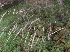 Carex pendula