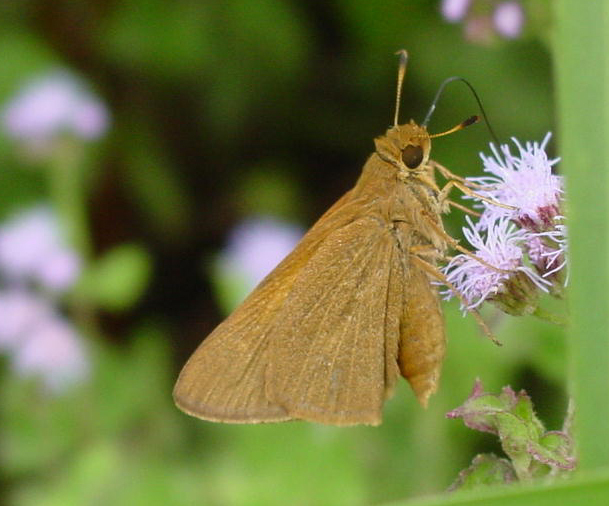 Palatka Skipper