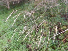 Carex pendula
